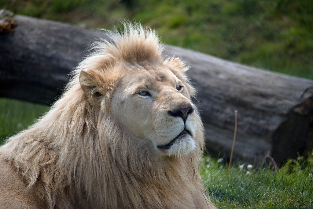 zoogdieren hdr natuur huisdieren zoogdier huisdier mammalia natuurmonumenten staatsbosbeheer zoo dierentuin